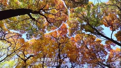 黄岗梁